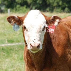 https://jbbalherefords.com/images/callouts/steers.jpg