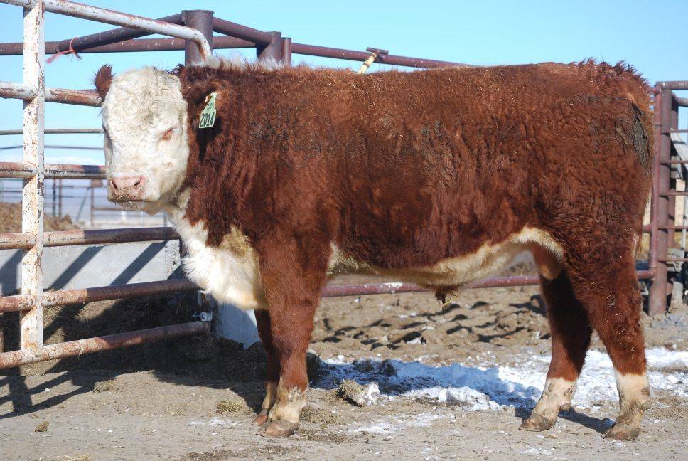 Herefords For Sale | JBB/AL Herefords