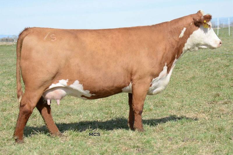 S Lady Thor 1271Y Dam of Boom Town
